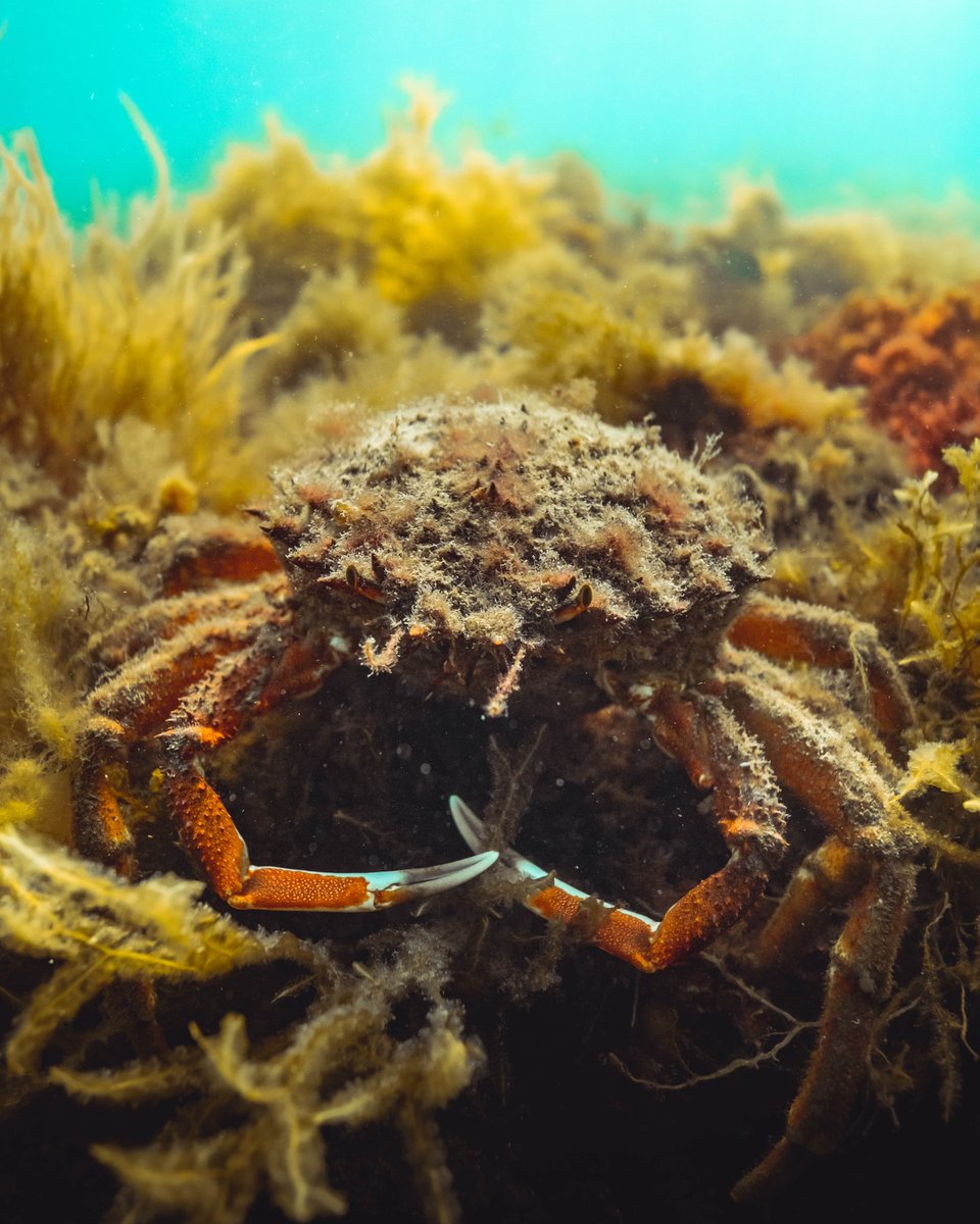 disvare's tweet photo. 🦀

-

#crab #spidercrab #shellfish #saturation #colors #diving #bretagne #apnea #seaweed #fish #rock #saintmalo #sea #blue #ocean #shoaloffish #underwaterphotos #underwater_world #underwater_photography #uwphotography #underwatershots #underwaterportrait #atlantic #fujifilm #xt4 https://t.co/rKxRVUAlZm