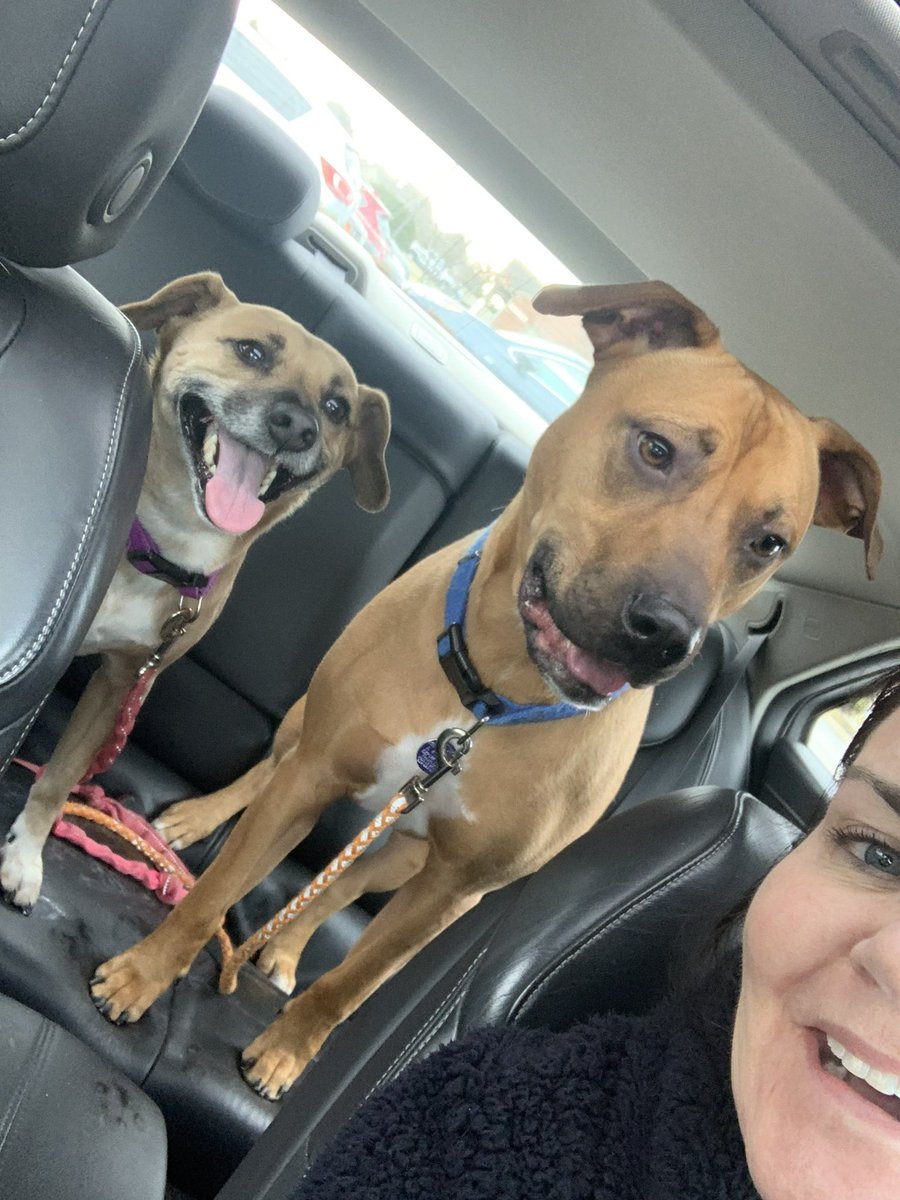 Happy Dog Day to these two spoiled mutts🤣