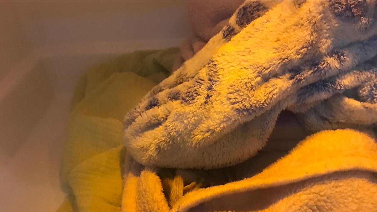 foundAsquirrel's tweet photo. If you find a baby?PLEASE try to get help immediately &amp; ONLY PROVIDE WARMTH!! ESPECIALLY if that baby is injured!! #toolate #sad #squirrel #rehab #squirrels #squirrelrehab #squirrelrehabilitation #squirrelrehabber #squirrelrescuer #squirrelrescue #wildlife #wildliferehab #ahnow https://t.co/feiE1ATaBv