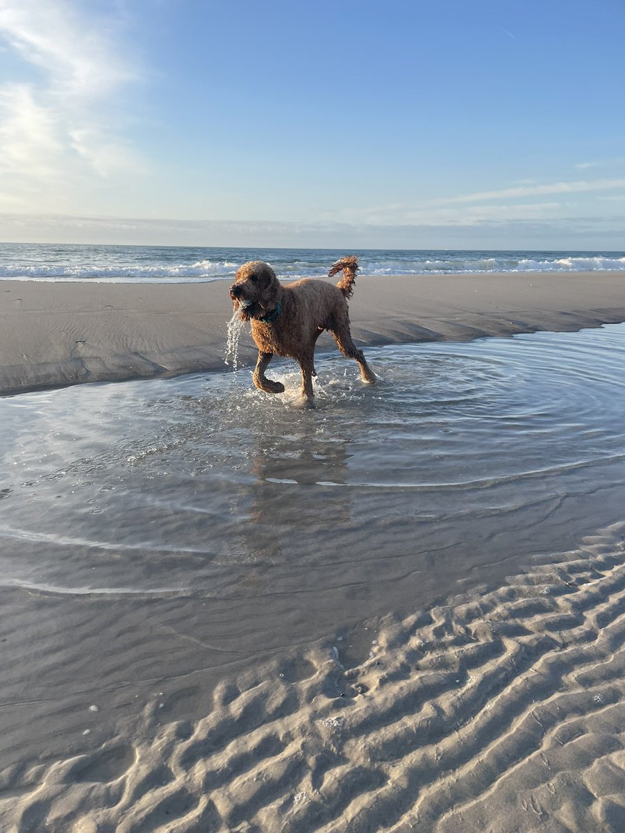 InsideNatGeo's tweet photo. This is Trübsee, a true golden (doodle) who is best friends with his sister Kit and his orange ball. 

His favorite place to adventure
is in the water, especially muddy puddles. He has become an avid swimmer, and often plunges head first under water to salvage a sunk ball. https://t.co/9QfGzYt7gf