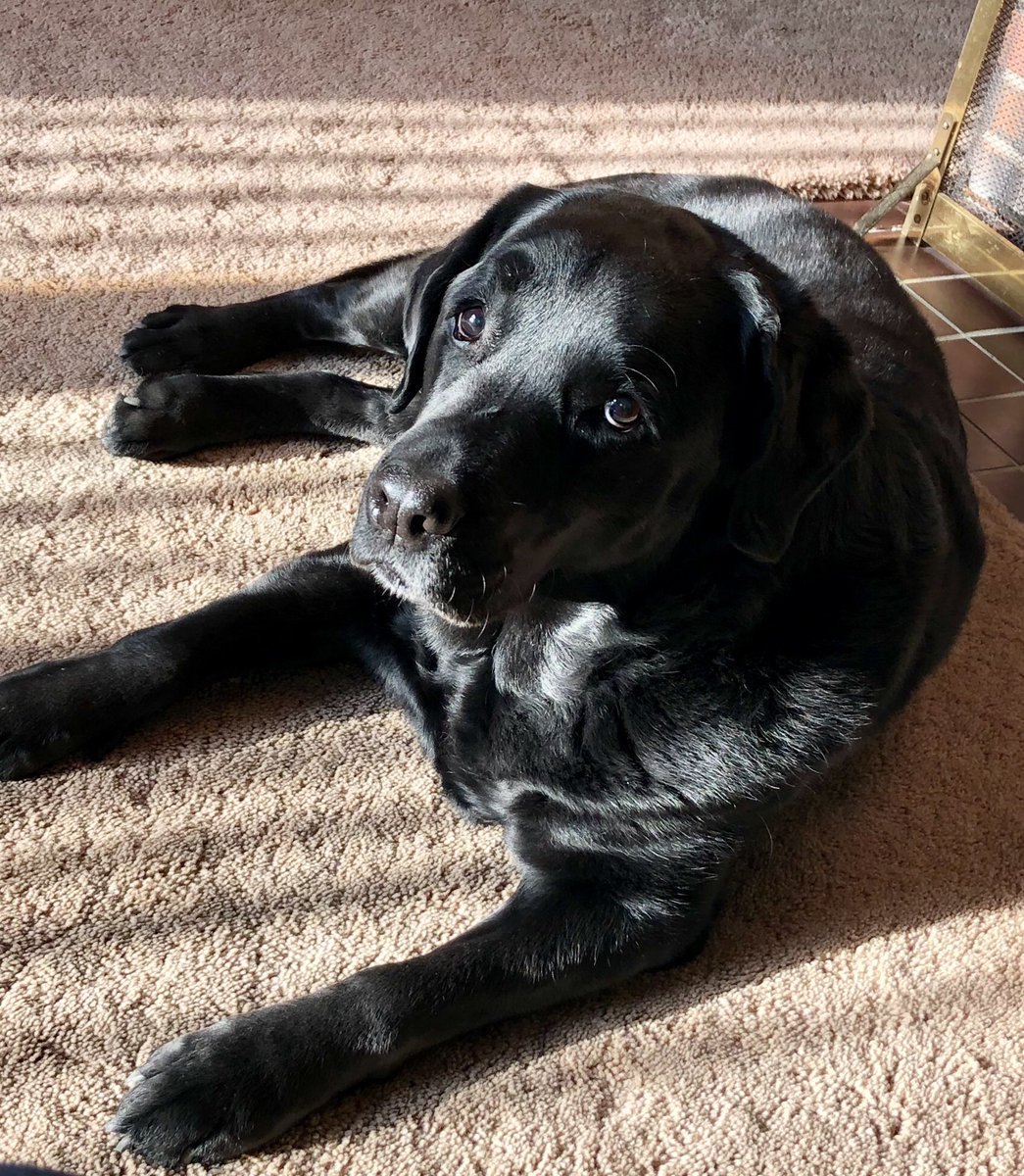 #InternationalDogDay I’m not sure I deserve such a loyal friend but I can’t imagine life without her.