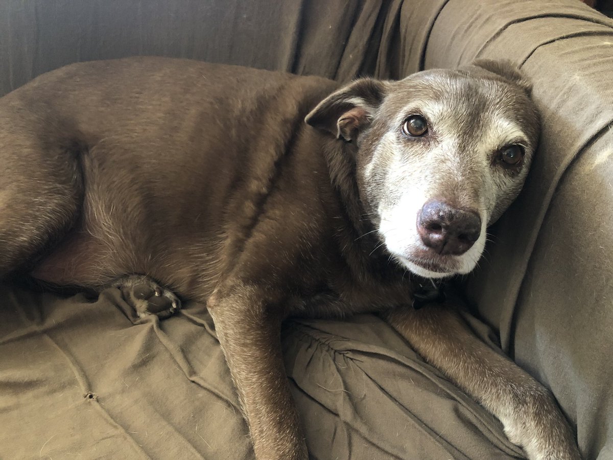 MJacksonBeverly's tweet image. As you can see, Cash is excited about International Dog Day 🐶❤️❤️
#InternationalDogDay #muttsoftwitter