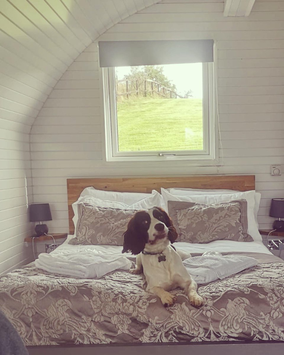 MVP_MissMay's tweet photo. Meet Max, the children in my class often hear a lot about my pooch. Here he is on his holidays in the Lake District.
          #happyinternationaldogday https://t.co/bf796dEOKG