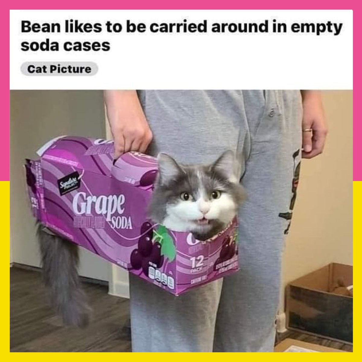 CuddleClones's tweet photo. Bean is a #treasure and #mustbeprotected at all costs. 😻
---
#cuddleclones #customstuffedanimal #cat #cats #catmemes #pet #pets #petmemes https://t.co/gxFI1rQ73g