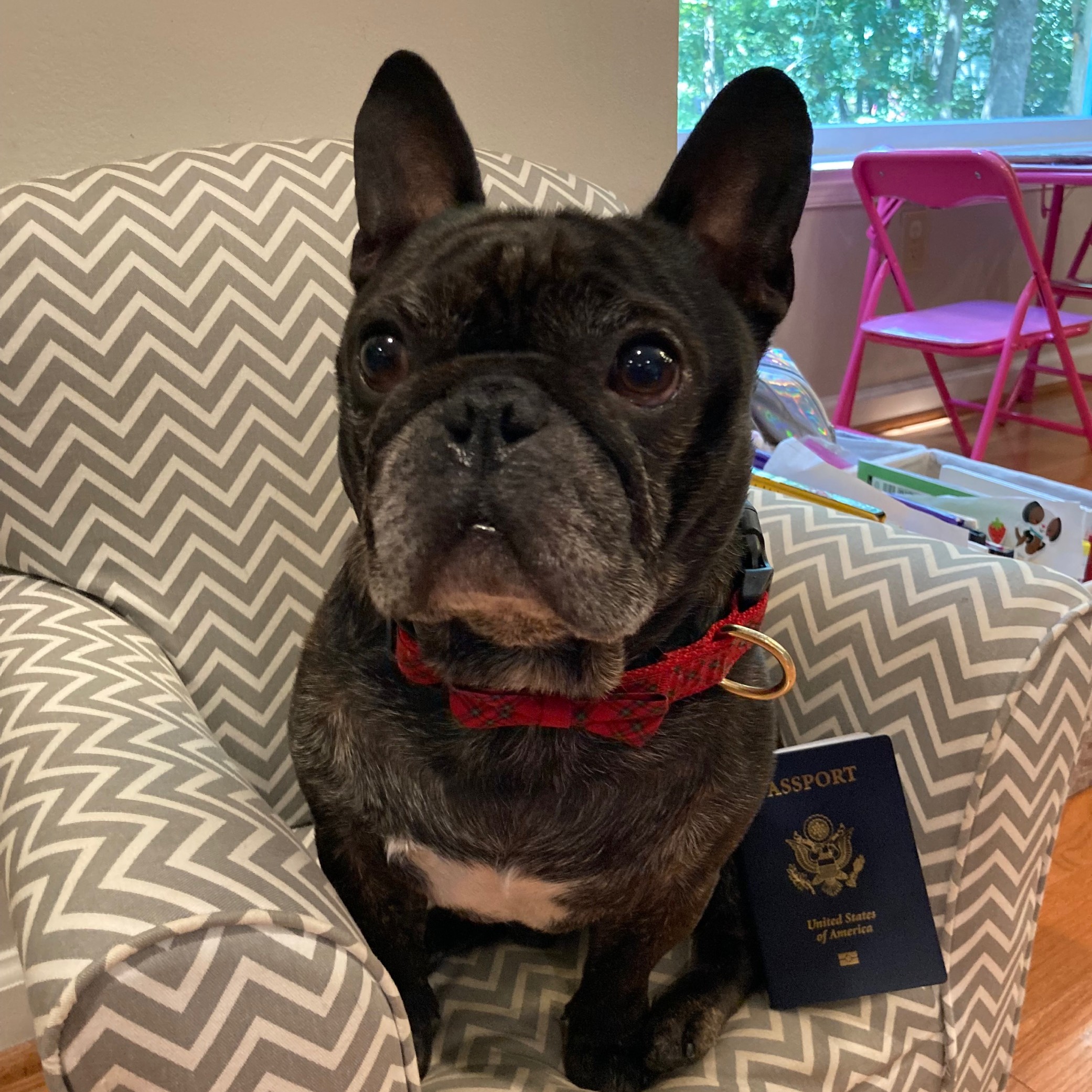 What Countries Have Quarantine For Dogs