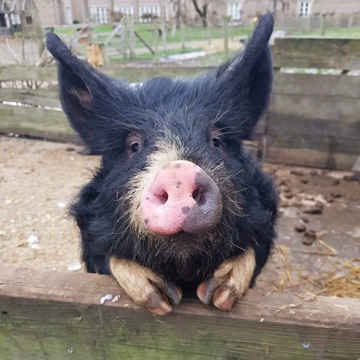 JarrowHall's tweet photo. Still a few spaces for Farm Clubs this weekend! Booking essential: 8yr and older. Fiver.
For Saturday https://t.co/MQygBpaWND
For Sunday https://t.co/Bc4pU3Dgrb
Come and meet wor Ethel and the others x
#KidsInMuseums #SouthTyneside #Farm #Jarrow #JarrowHall #BerkshirePig https://t.co/7xHGm4nV0I