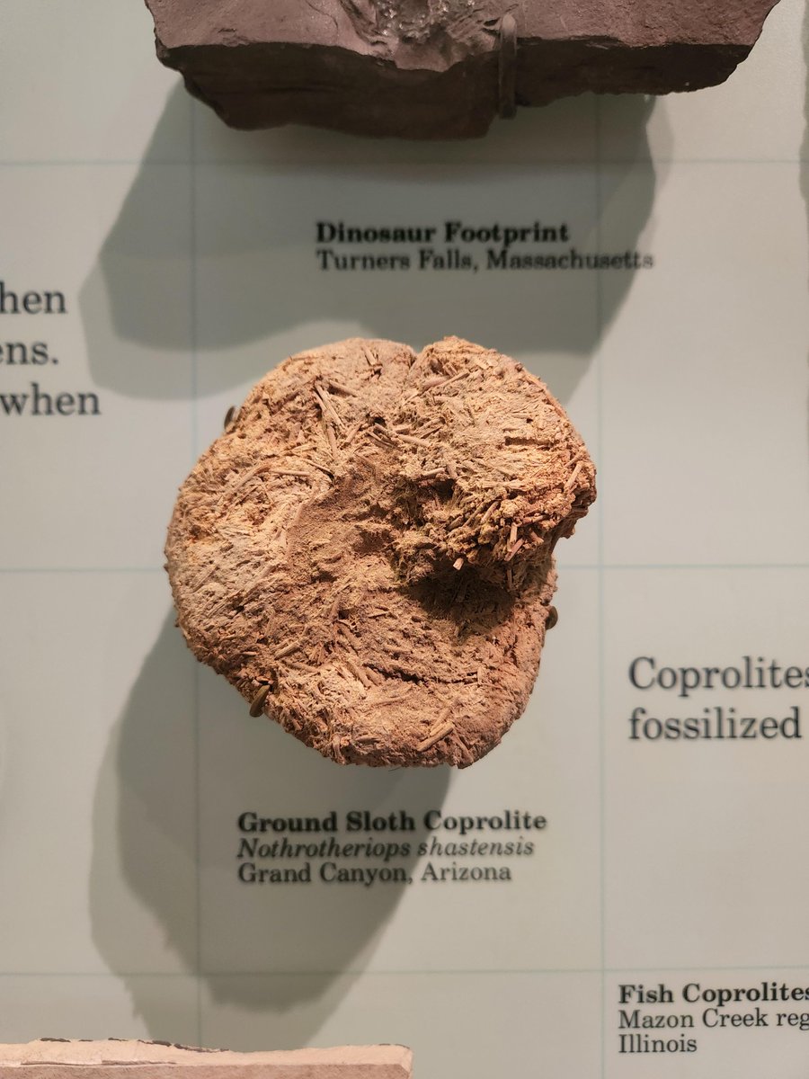 ILStateMuseum's tweet photo. Under ideal conditions, unusual remains can sometimes become fossils, such as this preserved sloth poop! Look for it in the Changes exhibit #FossilFriday https://t.co/xmsUIM0Mvu