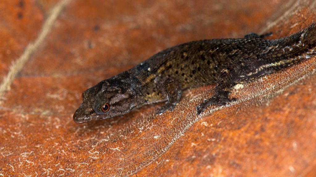 uprm's tweet photo. [NUEVO en https://t.co/xLAFp8ysys] Desde @PrensaRUM: Catedrática del RUM lidera el descubrimiento de una nueva especie de reptil puertorriqueña – Recinto Universitario de Mayagüez https://t.co/nxDBCzbwHp @RullanAgustin @MariamLudim @UPR_Oficial @zamiratv @adamonzon @rcortestv2 https://t.co/WLl8bnOuov
