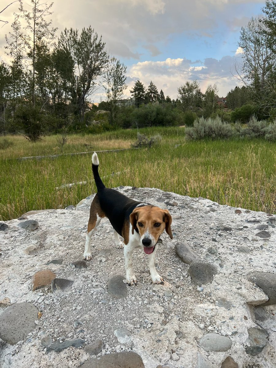 Jess_Natali19's tweet photo. @itscathaley this is Westin, my beloved beagle. He’s 2.5 years old. https://t.co/rncAn1gs5I
