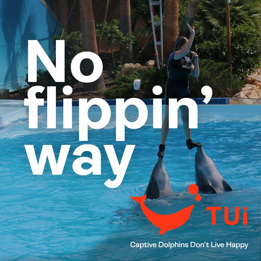 Just signed this. 57,974 so far.
Would these tourists like being kept in a bath while strangers got too close? 

And what does the training/breaking involve for the tricks?

#dolphins #holidays #NoTanksTUI 

action.worldanimalprotection.org.uk/we-need-stop-t…