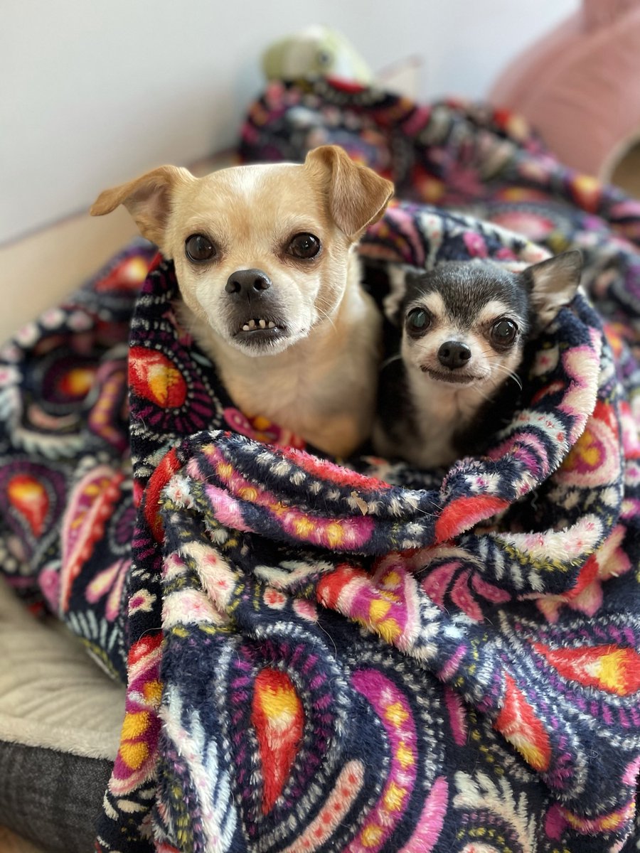 DianaEatWorld's tweet photo. @BarstoolPAT This is Bailey and Coco ❤️ https://t.co/Rv0Swys6KB
