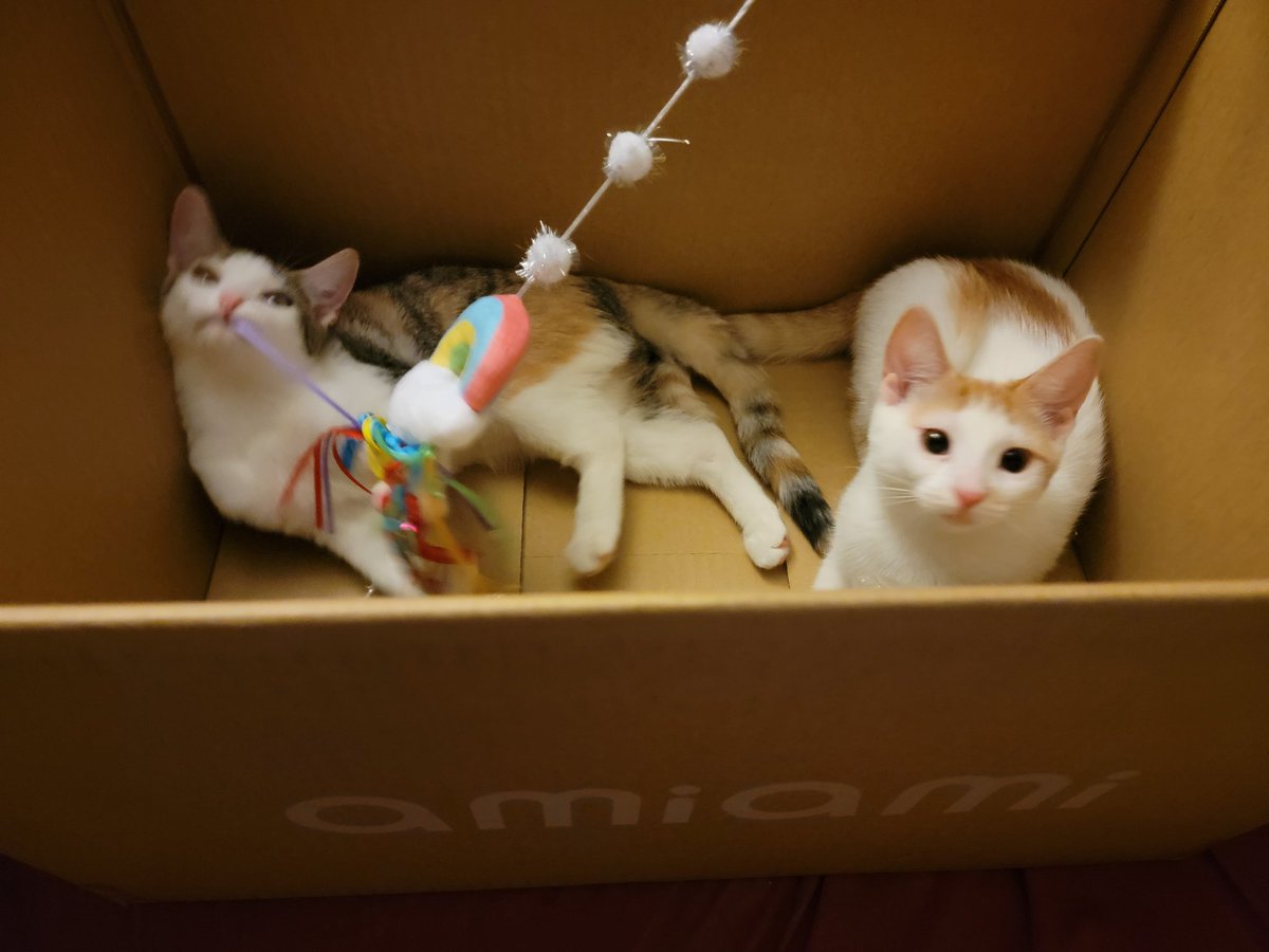 sicada_'s tweet photo. I got my first @AmiAmi_English order today so that means I get to participate in #PetwithAmiAmiBox !

Two little rascals hehehe. Meet Panty and Stocking! https://t.co/axCrjAv71p