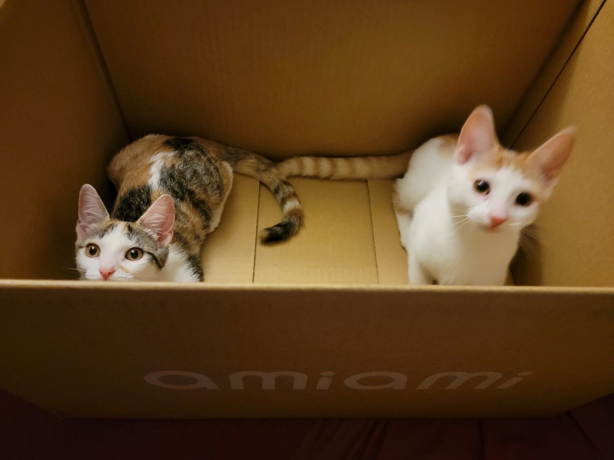 sicada_'s tweet photo. I got my first @AmiAmi_English order today so that means I get to participate in #PetwithAmiAmiBox !

Two little rascals hehehe. Meet Panty and Stocking! https://t.co/axCrjAv71p