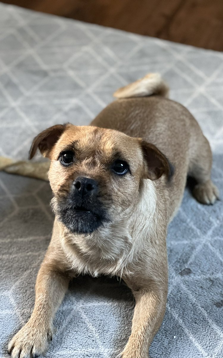 Love her so much ❤️#InternationalDogDay