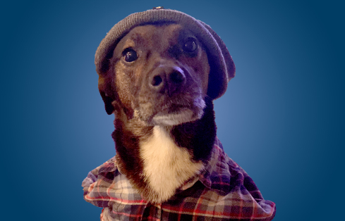 In honor of #nationaldogday2022, we'd like to introduce you to our #BarketingTeam! These talented canines have a nose for professional consulting and a passion for making people smile. You're welcome. #GeoDogs #DogsForDays  geoengineers.com/people/?sort=&…