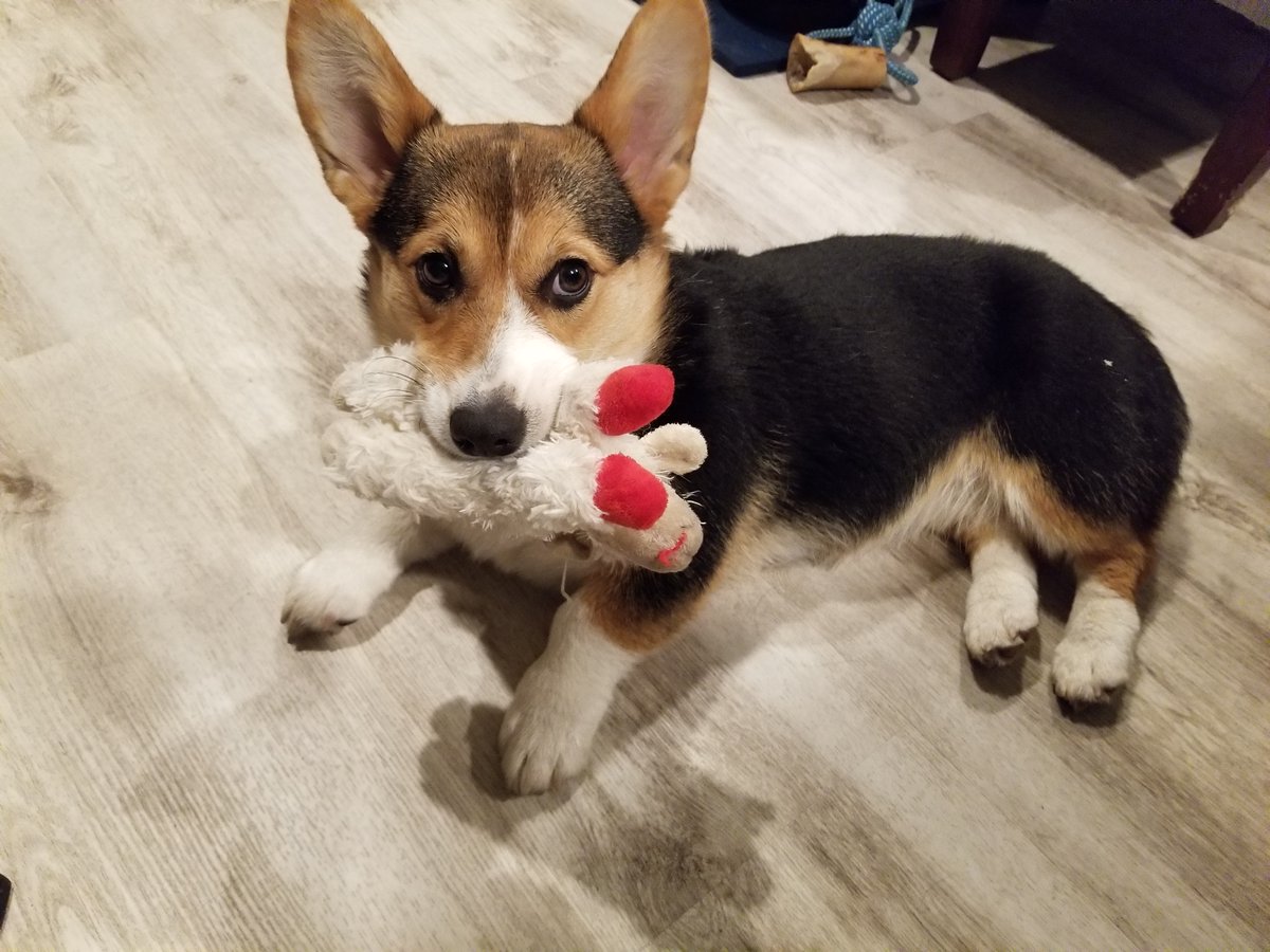 PerformanceByIE's tweet photo. Happy National Dog Day!!! We now present you the doggos of IE. There will be a second post to include them all! Tag your doggies if they have an Instagram account! https://t.co/WGzvKbpYNx