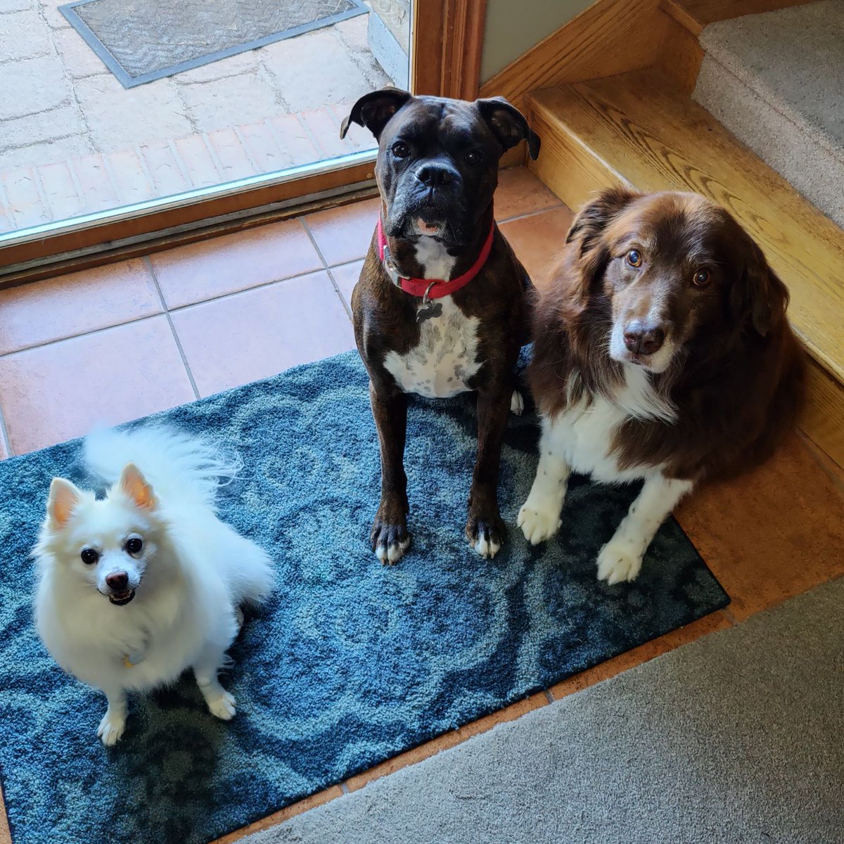 PerformanceByIE's tweet photo. Happy National Dog Day!!! We now present you the doggos of IE. There will be a second post to include them all! Tag your doggies if they have an Instagram account! https://t.co/WGzvKbpYNx