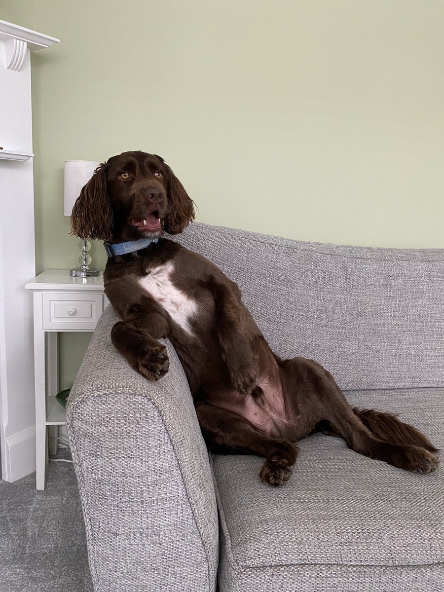 Happy #NationalDogDay!!! From Buddy