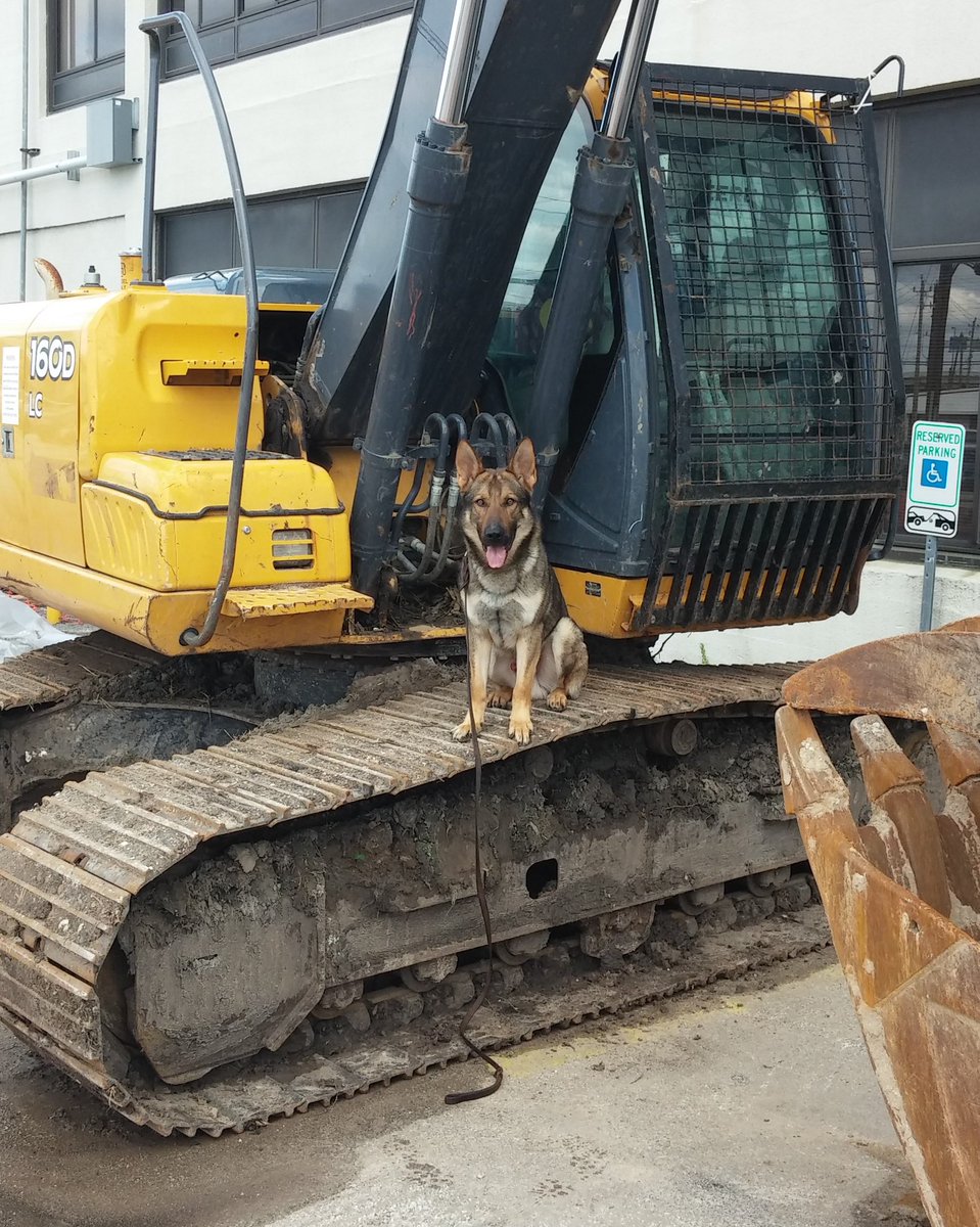 houstonpolice's tweet photo. Thank you HPD K9s for all you continue to do! #RoundOfAPaws https://t.co/ChkVeX5oZ7
