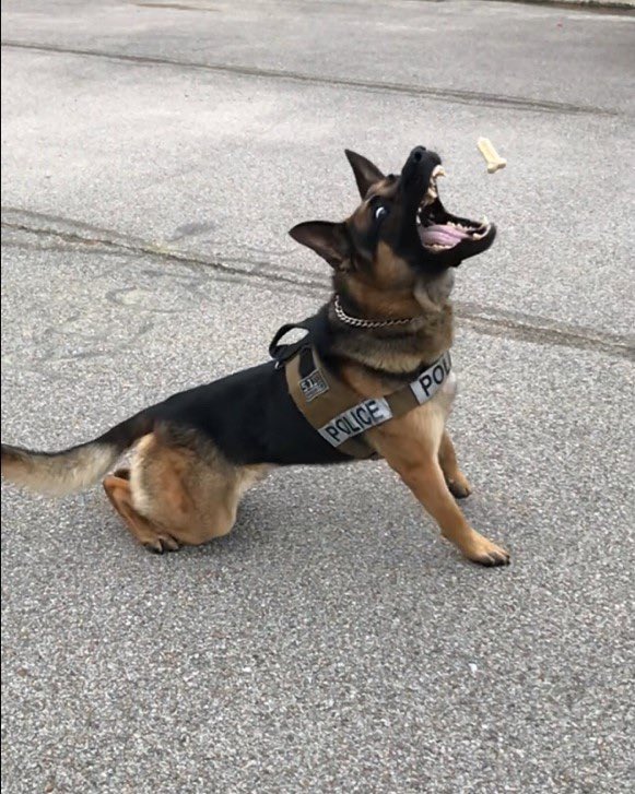 houstonpolice's tweet photo. Thank you HPD K9s for all you continue to do! #RoundOfAPaws https://t.co/ChkVeX5oZ7