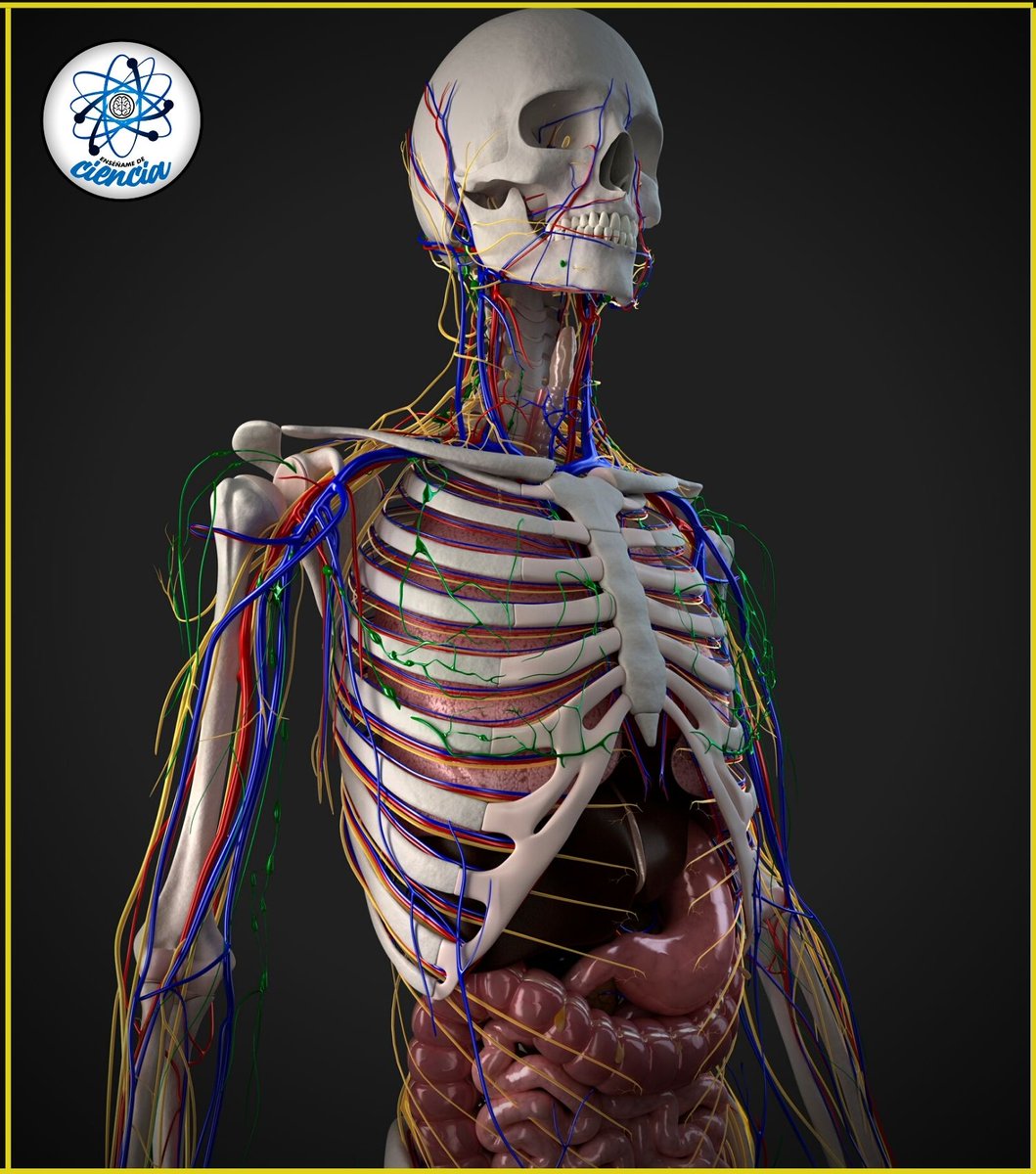 DATOS QUE NO DEBEMOS OLVIDAR SOBRE EL CUERPO HUMANO 🧐

1: Número de huesos: 206
2: Número de músculos: 639-650
3: Número de riñones: 2
4: Número de dientes de leche: 20
5: Número de costillas: 24 (12 pares)
6: Número de cámaras del corazón: 4
7: Arteria más grande: Aorta