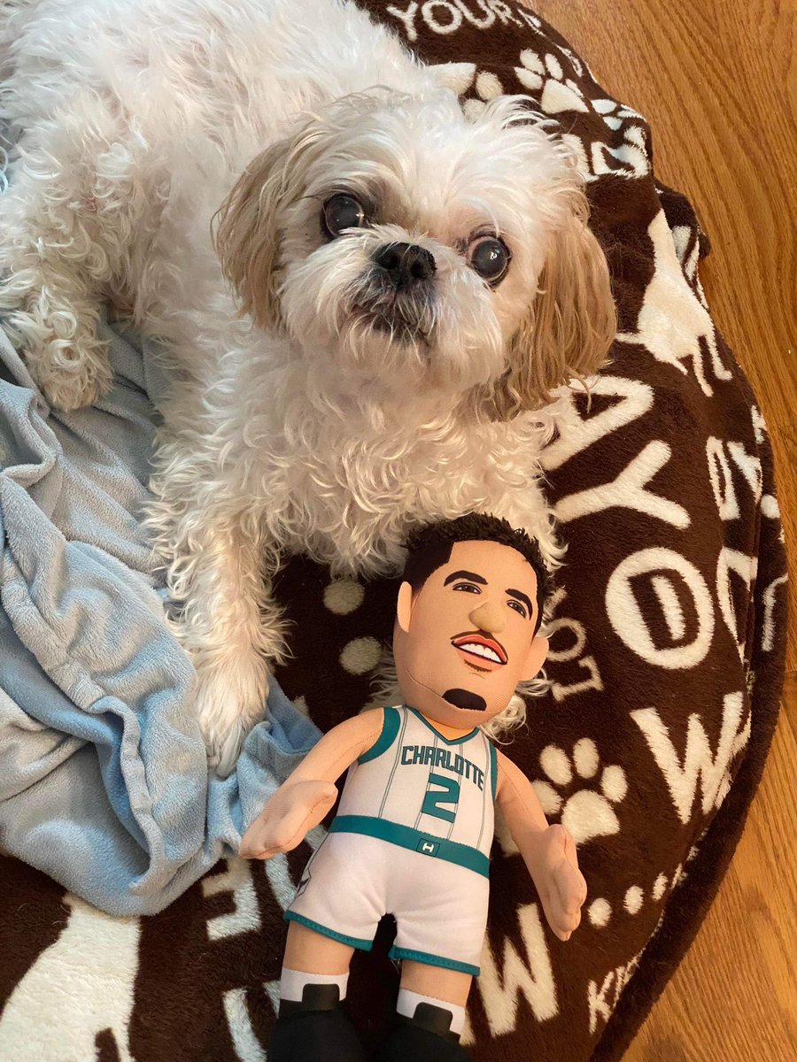 The_RSS_Feed's tweet photo. @hornets @MELOD1P @PetSmart @hornets @MELOD1P @PetSmart This is Bentley aka LaHugo Ball Zo Muggsy Rozo (Rozier) Thor @kingofchucktown https://t.co/Ejqe7zO3Ey