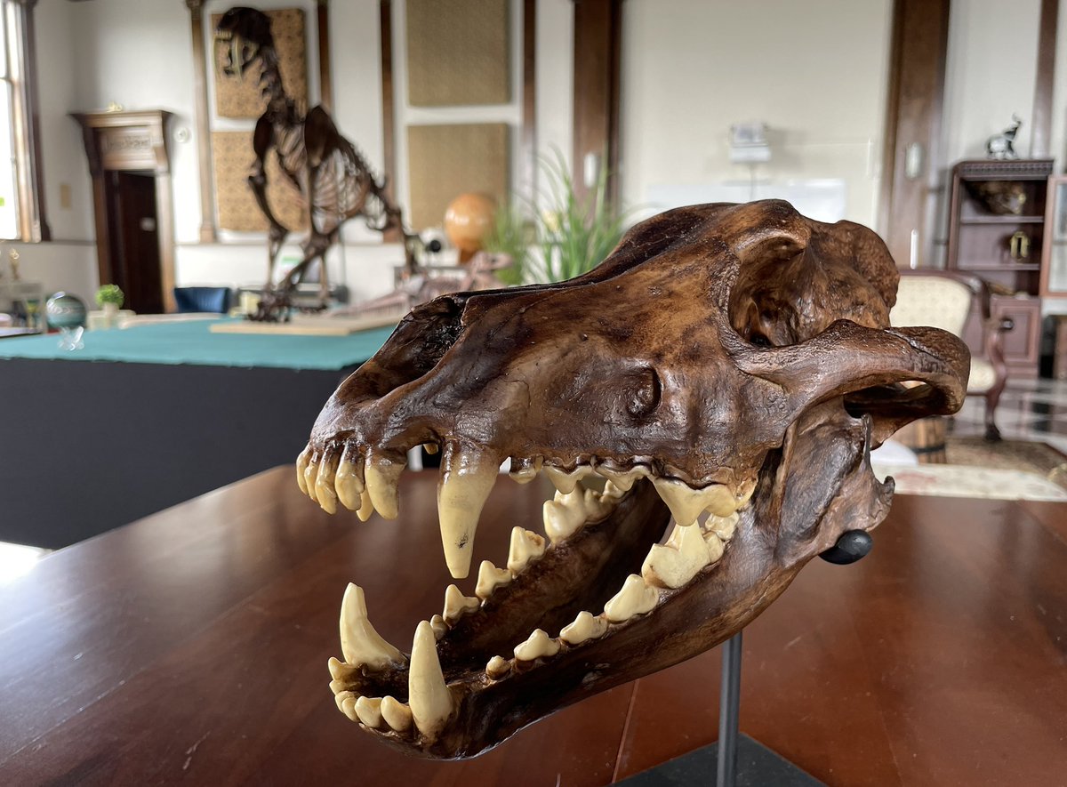 HawaiiScience's tweet image. It’s both @NationalDogDay and #FossilFriday so how could we resist showing off our Dire Wolf! But did you know, dire wolves may not be related to wolves and dogs after all? Check out this recent @Nature article: nature.com/articles/s4158…
#HawaiiScience 🐺 #nationaldogday