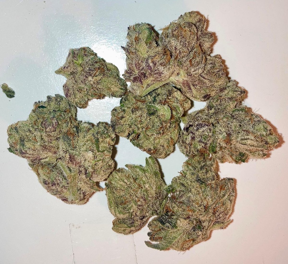 McspagsBags's tweet photo. Slapz by @KindTreeCanna is one of the most impressive torch displays in NJ. This pic doesnโt do it the full justice even
Full review: https://t.co/uf4LDR7SGX
#mmemberville #CannabisCommunity #cannabisreviews #kindtree #kindtreecanna #stonerfam #indica #sativa #njcannabis https://t.co/gJIk71GKDP