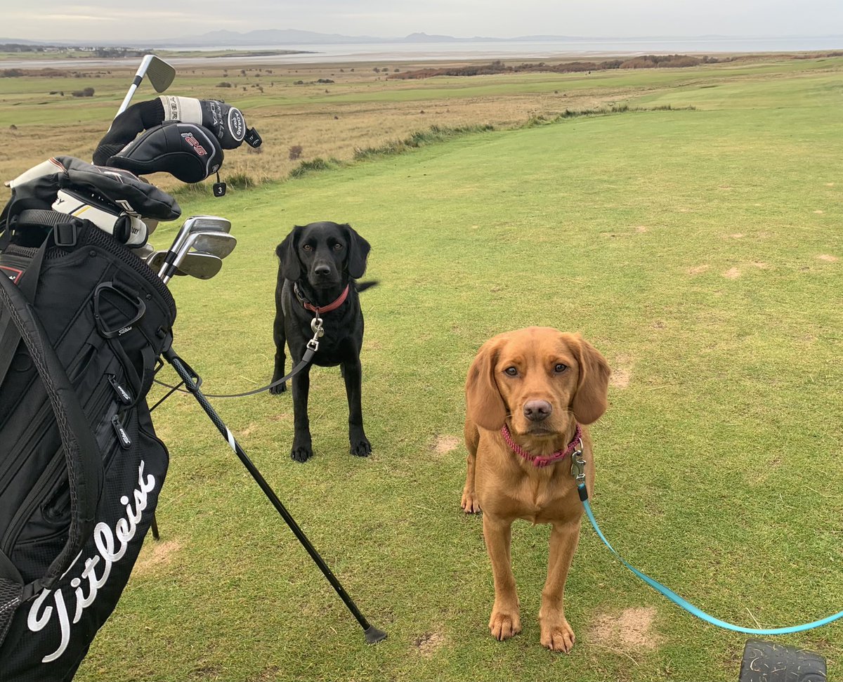 saintee65's tweet photo. @Iona_Stephen The golf dogs. https://t.co/uziX2FEAVH