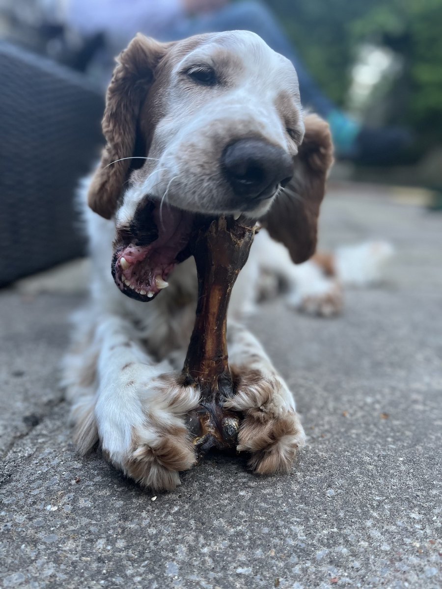 EvercreechBarry's tweet photo. As it’s #InternationalDogDay a few snaps of #libdemdogs @LibDemsRural @LibDems @LGBTLD https://t.co/RnQjCHfA8F
