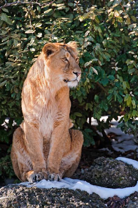 britneycharts's tweet photo. SHE’S A LIONESS INDEED https://t.co/0vcT0Pg6Xm