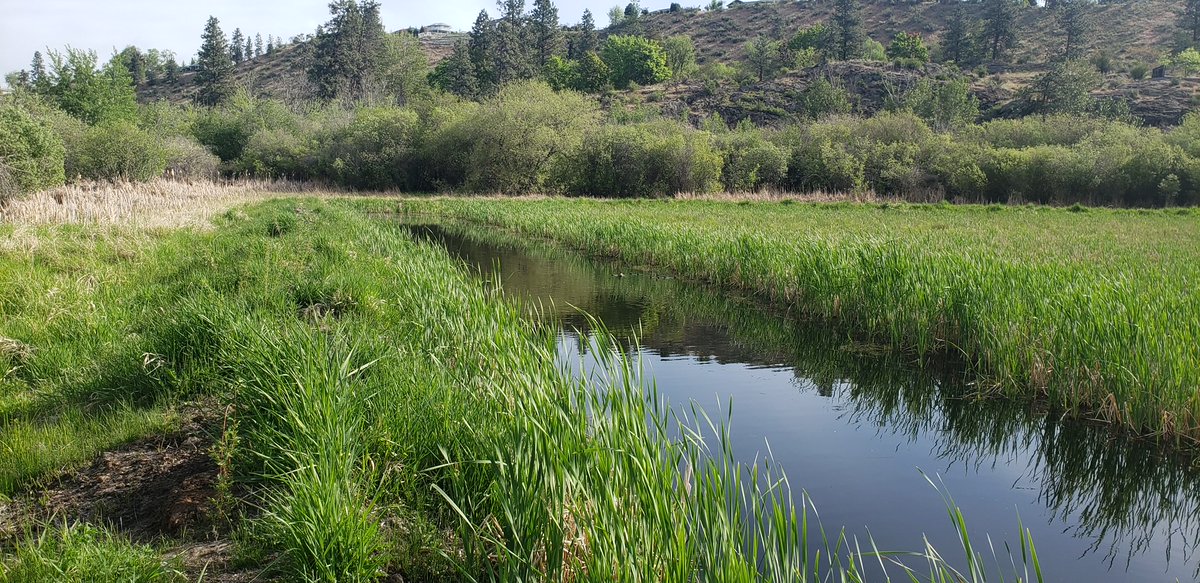 HICC_ca's tweet photo. Now operational in #BC: a new wetland that will complement existing wastewater treatment services and help keep the #RDOS beautiful! #BuildBackBetter 

https://t.co/IjmoswZHFk https://t.co/ur9lKMSgdM