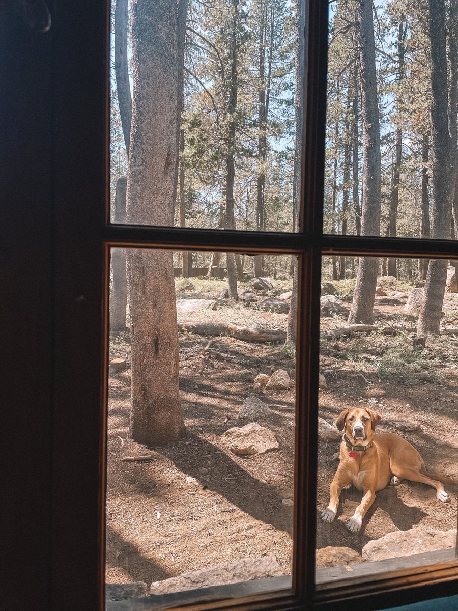 campwamp's tweet photo. Happy #NationalDogDay from this Camp Wamp lovin dog to you! #camp #wamp #welovedogs https://t.co/oTxbOXlrVI