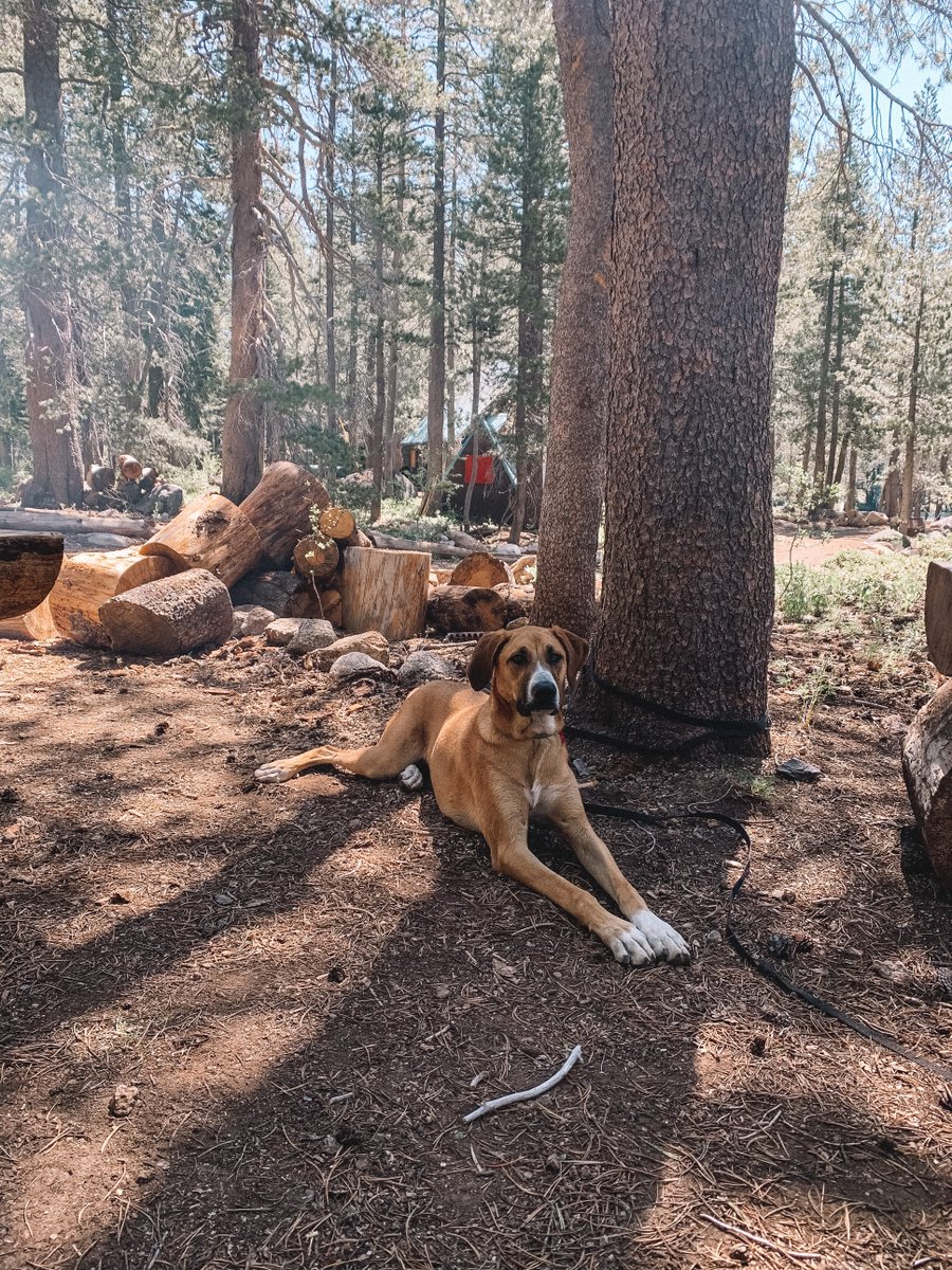 campwamp's tweet photo. Happy #NationalDogDay from this Camp Wamp lovin dog to you! #camp #wamp #welovedogs https://t.co/oTxbOXlrVI