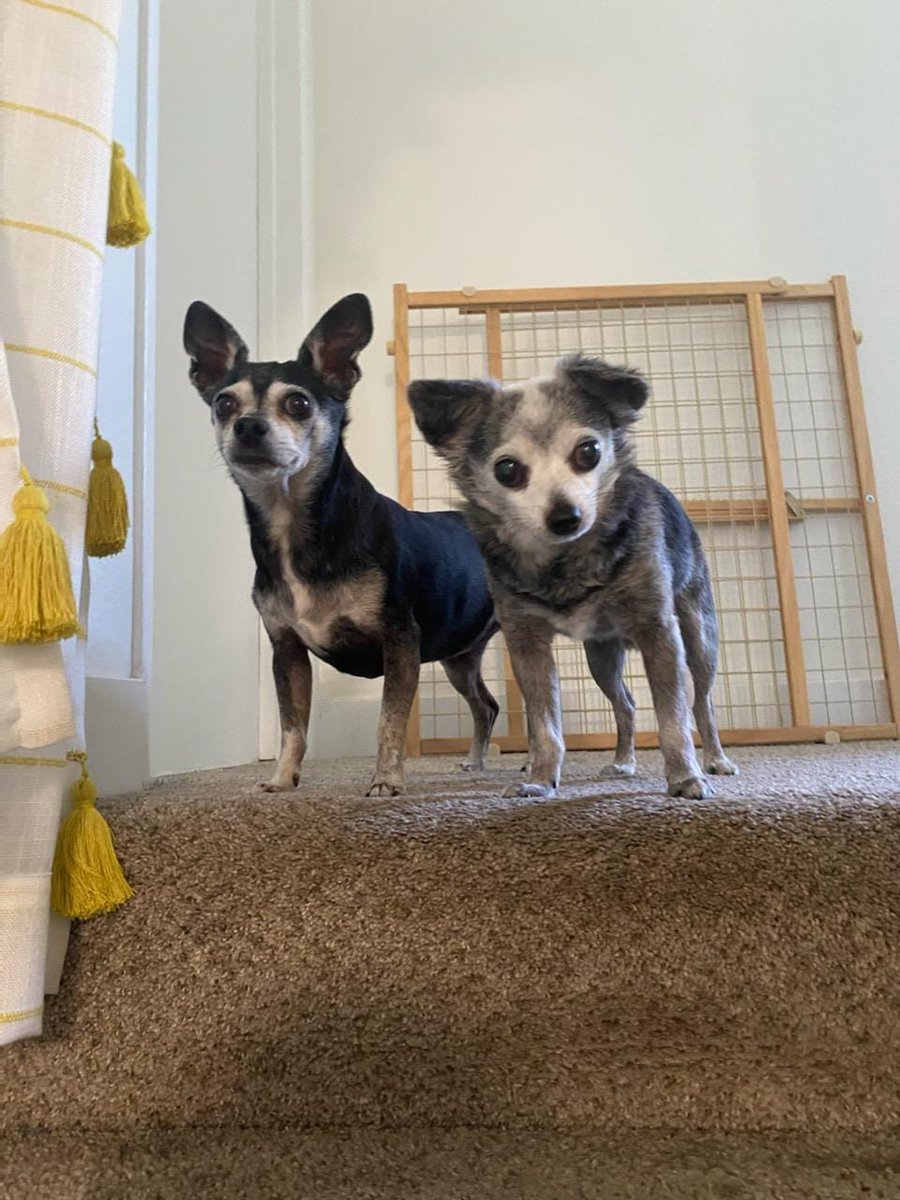 #nationaldogday2022
My favorite pups Daysi 11 and Taquito 14