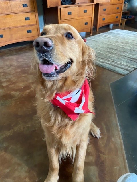DocTexasgolden1's tweet photo. Happy national paw day Peeps! https://t.co/ES3f5ZqhQX