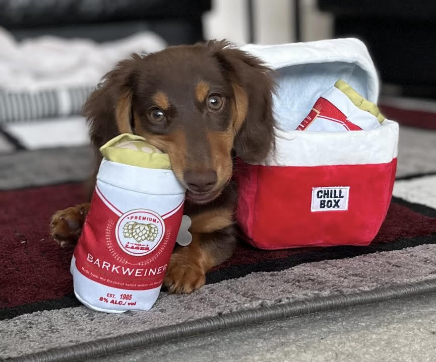 myjohnson9's tweet photo. Ollie loves his cooler of Barkweiner Beer!
#dogsofBARK #weinerdog https://t.co/ExUS57yCm9