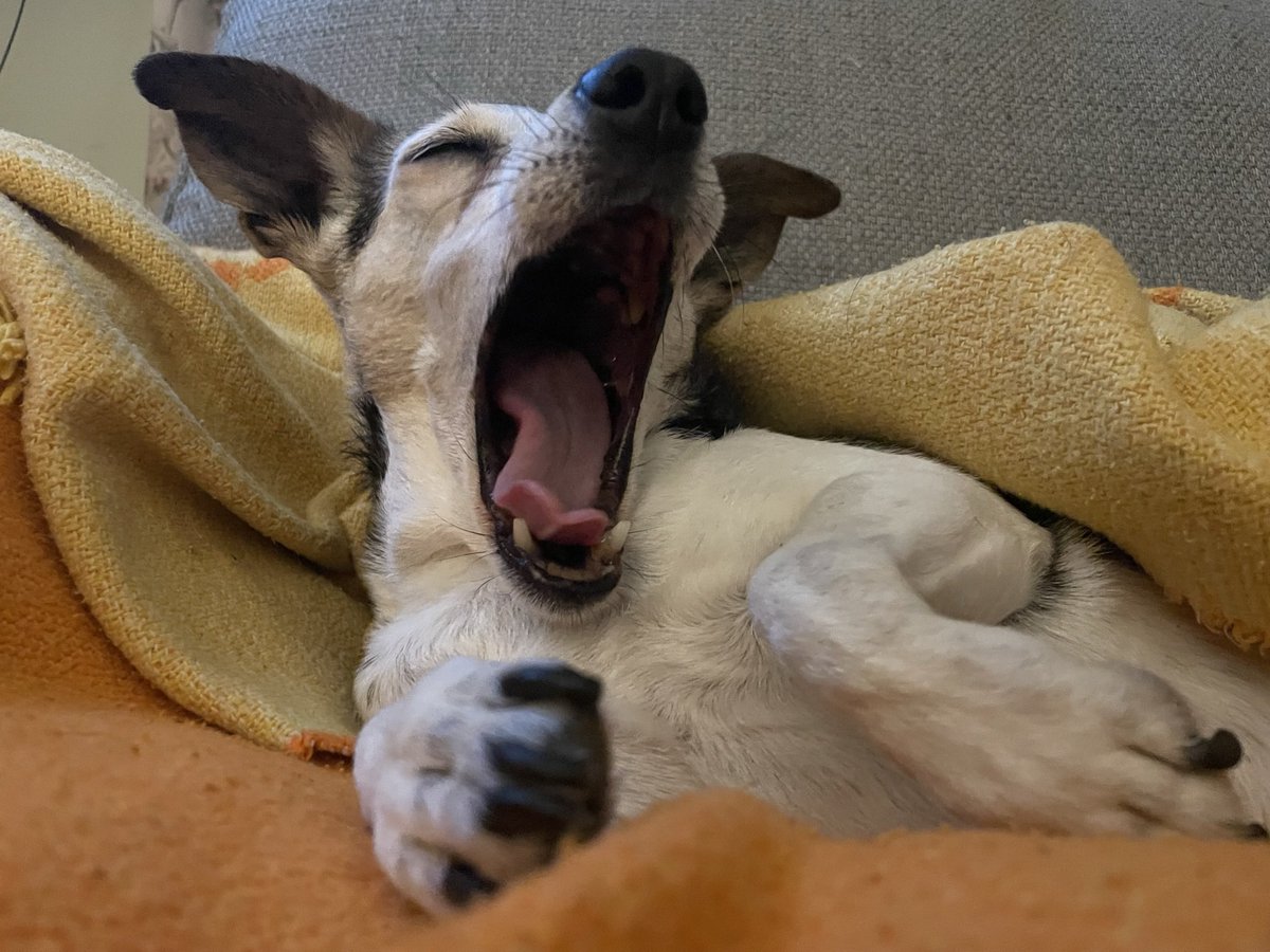 Jodixie's tweet photo. Everyday is #InternationalDogDay in our house but last week we celebrated Chloe’s 15th birthday and that deserves a big shout out! #jackrussell ❤️ https://t.co/0cnmk6UIj3