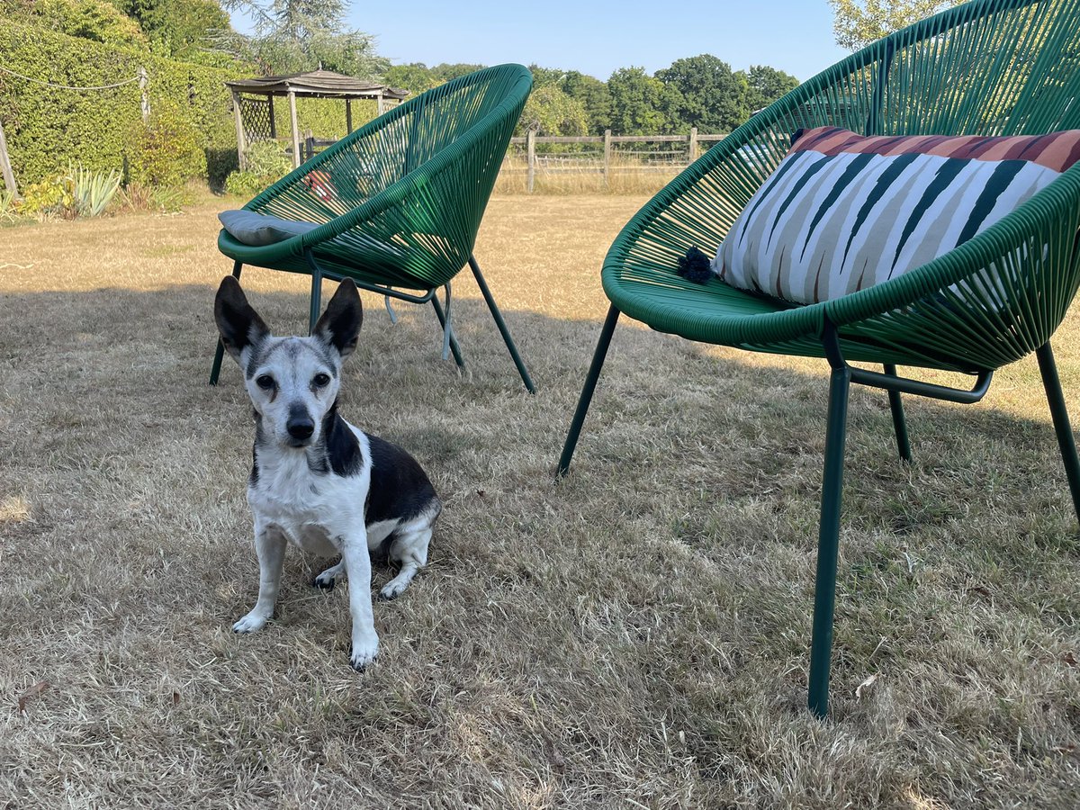 Jodixie's tweet photo. Everyday is #InternationalDogDay in our house but last week we celebrated Chloe’s 15th birthday and that deserves a big shout out! #jackrussell ❤️ https://t.co/0cnmk6UIj3