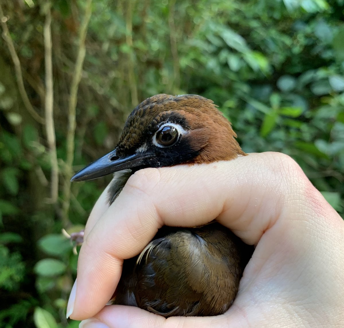 Finola_Fogarty's tweet photo. Looking forward to teaching another bird banding internship this fall at @TRBO_belize! 

During spring banding we caught the station's first Mayan Antthrush in the net. What's next?? https://t.co/vOwJA0tEuA