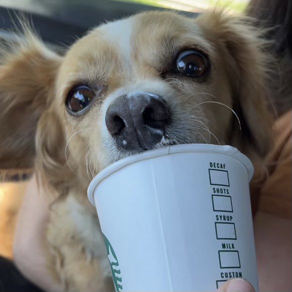 KCSS4Kids's tweet photo. Life sure is ruff! 
Happy #nationaldogday2022! https://t.co/sb5EFB0Owc