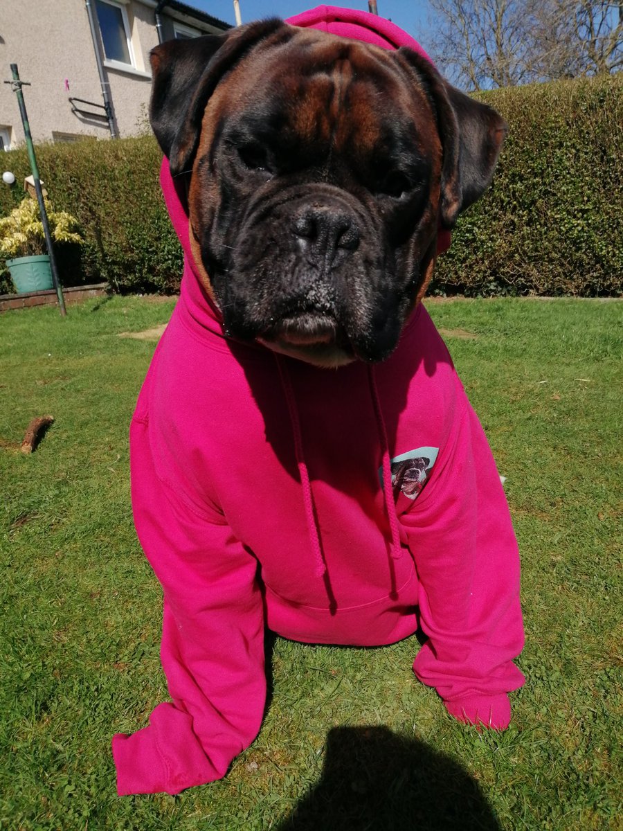 stevialiquidUK's tweet photo. @GBNEWS My boy Tig #InternationalDogDay #boxer https://t.co/NNg3N20Lcm