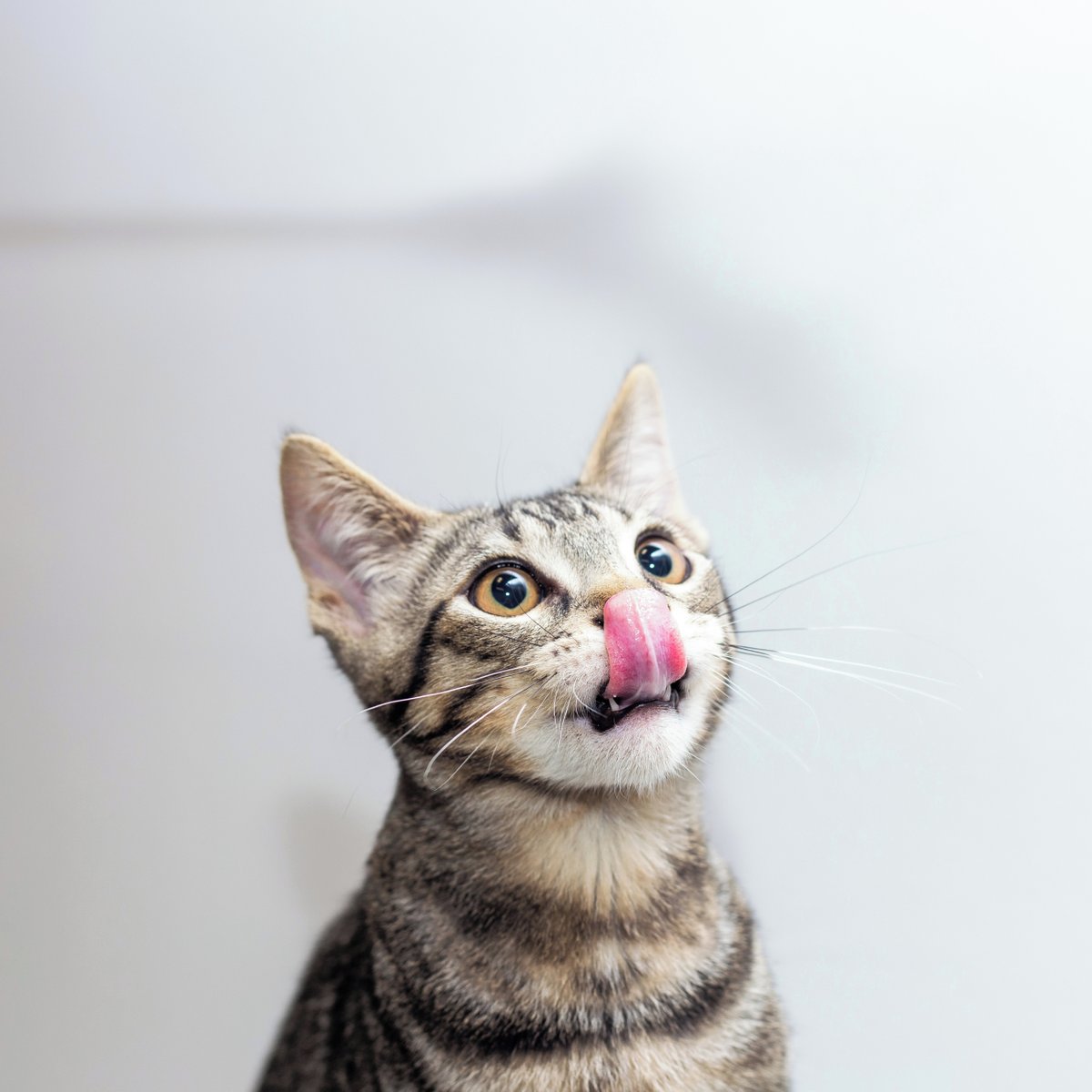 CatCafe Lounge tweet media