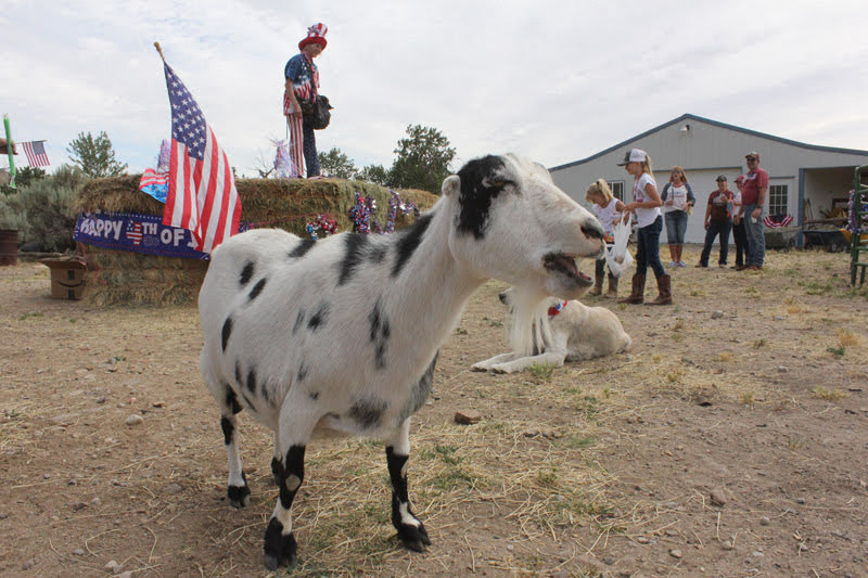 MerriTEV's tweet photo. The Some-teenth Annual Oreana July 4th Parade:
https://t.co/Ccwh9BoGOp https://t.co/SrJqOt0iJC