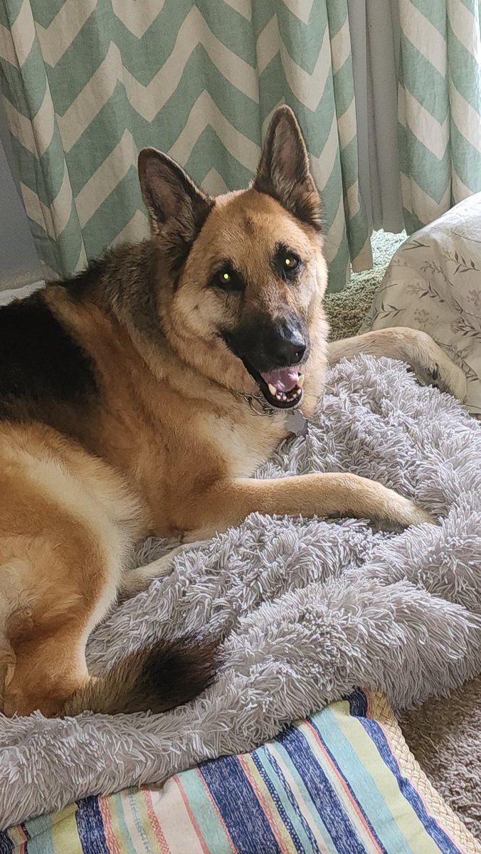 My Beautiful sweet Jax❣️🐾