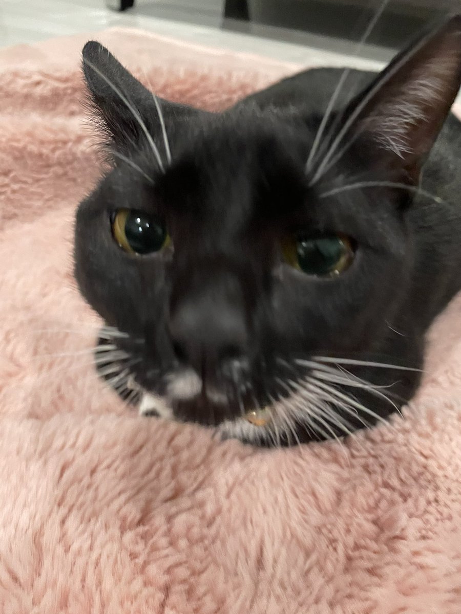 Boop #CatsofTwittter #CatsOfTwitter