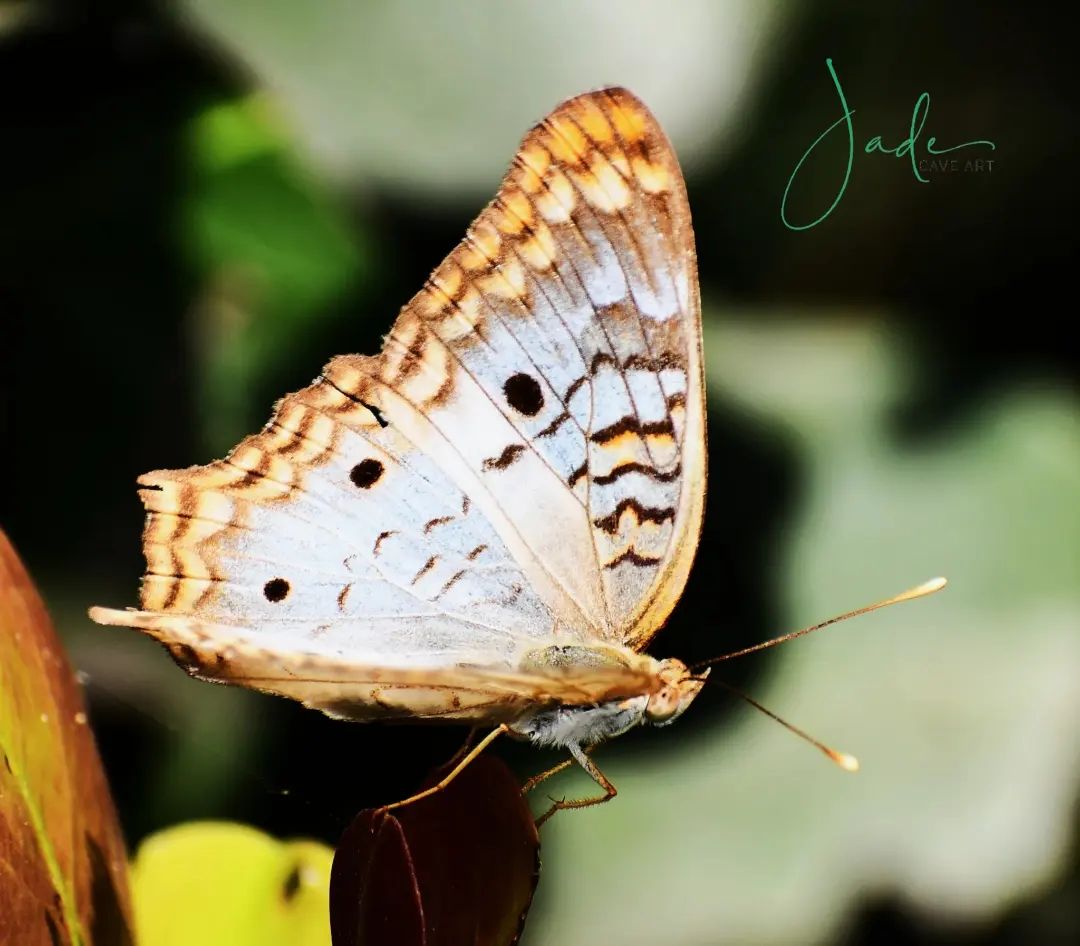 🦋A #butterfly is a miracle, a divine creation that fleets, propelling the #caterpillar within, an array of predators it cheats.”
— Unknown

📸 #Photo taken in #Parkland #Florida.

#Artist #PhotoOfTheDay #quotes #inspirational #photography #wildlifephotography #NaturePhotography