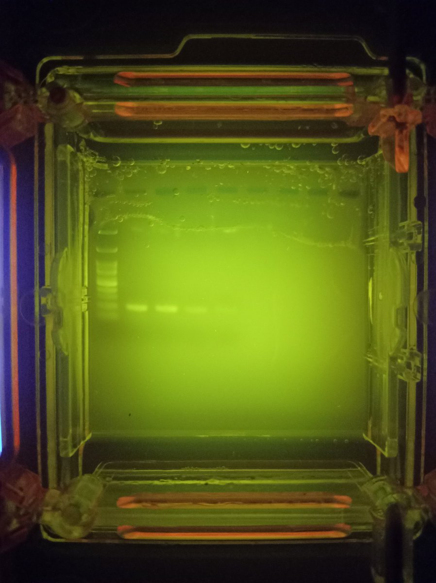 carayaj's tweet photo. 12S DNA Barcode. eDNA @miniPCR #metaprobe @GiuliaMaiello04 @erika_neave https://t.co/BWOUVU5t2I