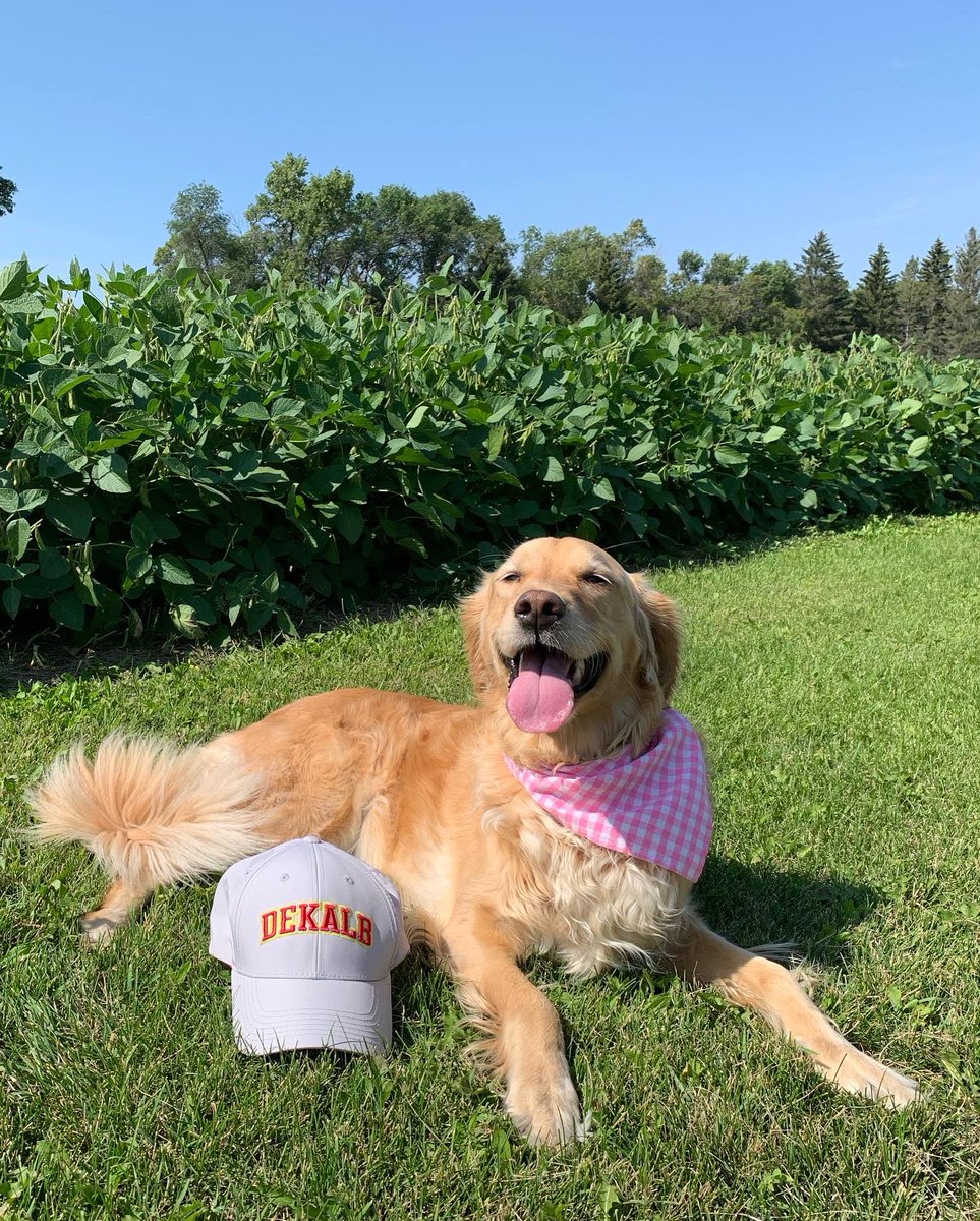 🤍 <a href="/bayer4cropsca/">Crop Science Canada</a> gave us an excuse to post about our best friend, protector &amp; scouting partner for #NationalDogDay!

🤍 Molly is with us from the farm to the lake and everywhere in between!

🤍 She really is the #bestbuddyseatfiller 🌾