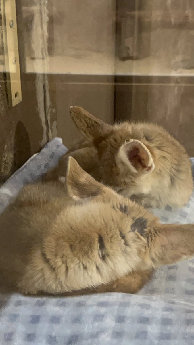 Zeiti and Zahri are typically cuddled up to nap during the day. Fennec foxes are nocturnal, and can be found throughout the Sahara Desert. They are well adapted to desert life with large ears to keep them cool and extra furry paws that protect from extreme heat. #fennecfox